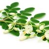 Moringa Products Are Less Costly If Brought wholesale