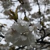 桜のルーティンウォーク 2017