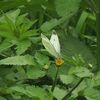 コセンダングサに来たモンシロチョウ
