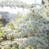 ユキヤナギに囲まれて