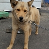 迷い犬の飼い主さんを探しています！