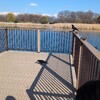 近くで撮るならここ。舎人公園カラスさんぽ