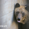 白くないクマさん　旭山編