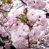 新宿御苑の桜　「一葉」