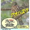 2013-6/8　福井県鯖江市河和田　アオバズク観察会