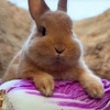 Декоративные кролики: прежде чем купить — ознакомились и приняли решение
