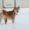 雪の中の、ちいさな来館者！