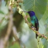 コガネオハチドリ(Golden-tailed Sapphire)