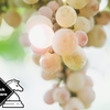 第11回大阪ワイン杯　開催決定！11th Osaka Wine Cup announcement!