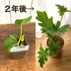 【観葉植物】ダイソーで購入した「セローム」の成長記録、育て方、増やし方など