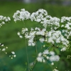 続　この時期の花