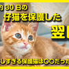 新しい動画をUPしました。生後30日の子猫を保護した日・・・の翌日おとなしすぎる仔猫は〇〇だった 