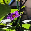 【家庭菜園初心者】ナスの実がつかない！初心者が気をつけた3つのポイント