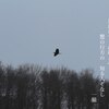 サギが飛び交うネットワールド