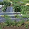 実家の畑で農作業