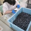 収穫したブルーベリーの選別やパック詰め、cafeさくらへ納品