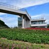あわじ花さじき '20 初夏