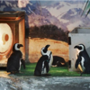 【画像】中国の動物園が寒すぎてペンギンが暖房を使う事態に