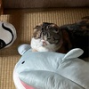 春が眠いのは有名ですが、秋も眠いんです。