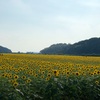【2019年ひまわり】益子のひまわり畑今年も行ってきました！！お祭りは今日までです。