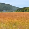 湖南春麦の風景