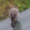 北海道サロマ湖）2日目。ところ遺跡の森。シロハラゴジュウカラ（＋幼鳥）、コガラ（？）、センダイムシクイ、アオジ、ハクセキレイ（幼鳥）、オジロワシ。
