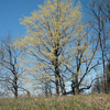 007 Sugar Maple 2