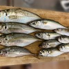 久々の週末釣行