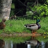 鳥と花～マガモ    