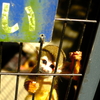 動物が鑑賞無料というのはいったいどういうこと