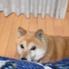 撫でて欲しくて何度もひょっこり。柴犬動画