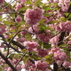 名残の桜と新緑