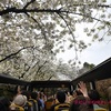 【ウラ出張の楽しみ方 / 東京】オープントップバスで巡る「東京桜回廊」お花見ドライブバスツアー で桜満喫🌸