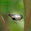 2023.5.9　お城で野鳥を探すが.....７選