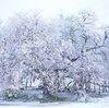 桜の愛で方を教えて欲しい