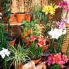 鳥取県西伯郡南部町の「とっとり花回廊」に咲く花たち（4）