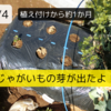 【畑日記🥔】初めて(？)のじゃがいも栽培～発芽🌱～