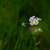 ヒメジョオン　by Sony α7 + AUTO CHINON 135mm F2.8