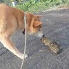 朝から、交通事故か？？？