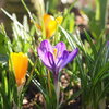 Crocuses