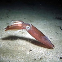 夜行性のヒイカの釣り方 ヒイカエギング夜釣りの釣り方3つのコツ Taketiyo釣りブログ 夜行性のヒイカの釣り方 ヒイカエギング夜釣りの釣り方3つのコツ Taketiyo釣りブログ