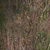 アカガシラチメドリ Chestnut-capped Babbler