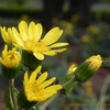 ツワブキ　つわぶき　いいにおいの花　石蕗、艶蕗