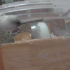 しろごまあん261日目