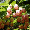 初夏の花３
