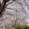 加茂の桜見頃です♪