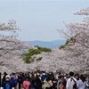 桜を見るなら京都東山(1)