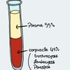 【医療英語】英語好きな看護学生がぽい記事書いてみた　〜血液関連編〜