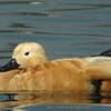 Ruddy Shelduck アカツクシガモ (インドの鳥その99)