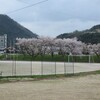 校庭の桜